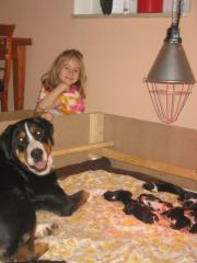 Grosser Schweizer Sennenhund Welpen