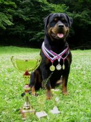Rottweiler welpen zum verkaufen