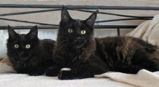 Reinrassige Maine Coon black/black smoke- mit Stammbaum eines eingetragenen Vere