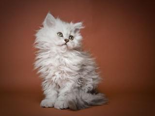 Zauberhafte Lockenkätzchen Selkirk Rex suchen ein neues Zuhause