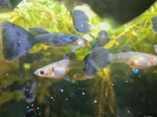 Guppy, Fächerschwanz. schwarz blau