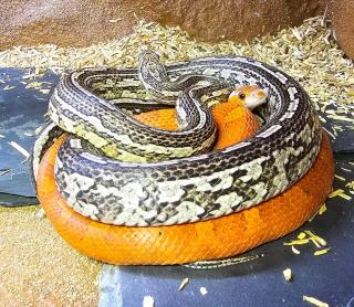 Eine kornnattern inkl. Terrarium