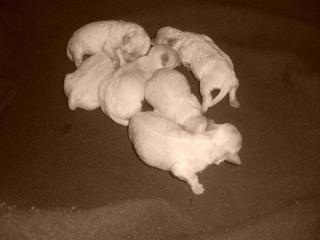 HURRA DIE WELPEN SIND DA