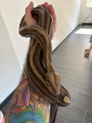 Boa Constrictor imperator