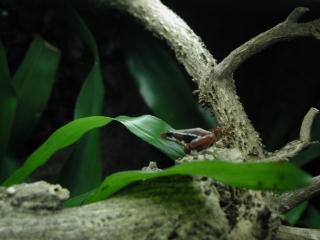 Pfeilgiftfrösche epipedobates tricolor NZ 08
