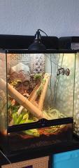 Phelsuma lineata bombetokensis Männchen in gute Hände abzugeben