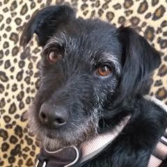 FELICITI - weiblich 1 Jahr 45 cm 14 kg Schnauzer-Mix Gechipt Kastriert