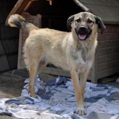Millie sucht ein Zuhause