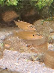 Neolamprologus ocellatus gold Tanganjikasee Schneckenbuntbarsch