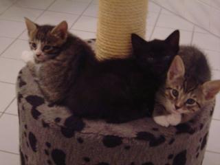 8-wochen alte Katzenbabys abzugeben