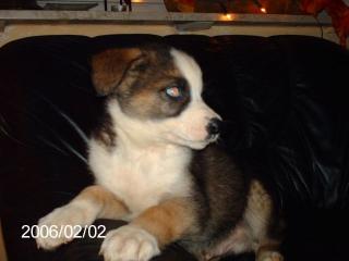 Al. Husky-Welpe