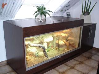 Wüstenterrarium für Zwerg-Bartagamen