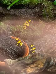 Dendrobates Leucomelas