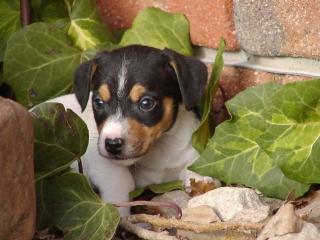 Typvolle Jack Russell Terrier Welpen