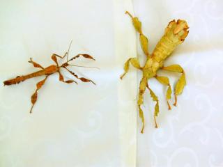 Biete Eier diverser Phasmiden Neohirasea maerens, Achrioptera fallax, Exatosoma