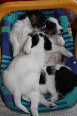 Parson Jack Russell Terrier Welpen