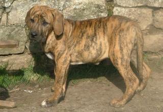 Sehr schöne Fila brasileiro Welpen