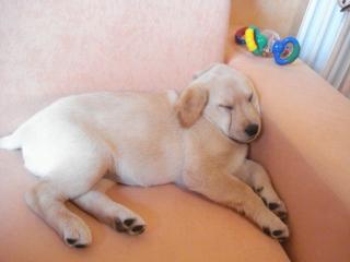 Labrador zu verkaufen ist am 05. 08. 2021 geboren ist weiblich