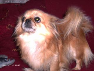 Pekinese entlaufen Der Finder wird belohnt