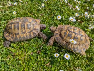 2 Griechische Landschildkröten