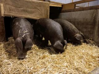 Duroc Schlachtschweine zu verkaufen