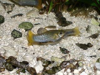 Perugiakärpflinge / Limia perugiae