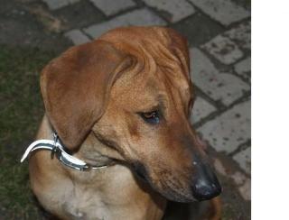 Rhodesian Ridgeback Hündin Sophie sucht liebevolles Zuhause