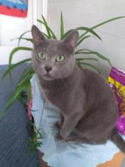 Reinrassiger Russisch Blau Deckkater, ausgezeichneten Stammbaum.