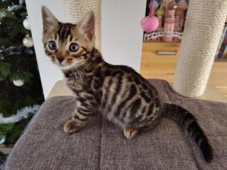 Bengal Kitten Männchen