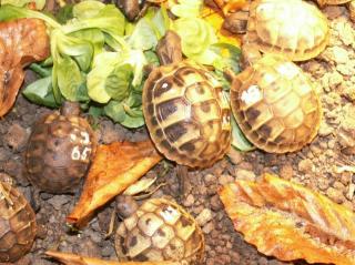 Griechische Landschildkröten, NZ 2021