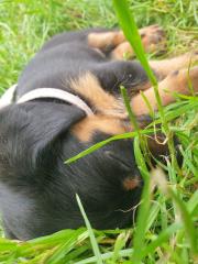 Jagdhundmischlingswelpen Dackel mit Jagdterrier und Bracke