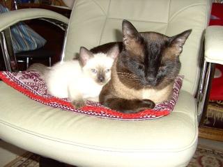 Super süßes Siam Thai Katzen Baby Männchen Kater