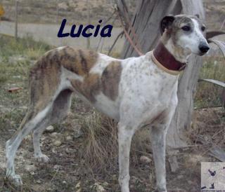 Schmuse-Galga sucht Familienanschluss