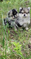 Pomeranian zwergspitz welpen blue merle black tan
