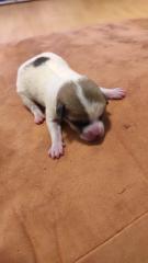 Hunde Welpe zu verkaufen45