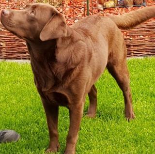 Labradoodle Welpen F 1