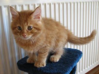 Maine Coon Kitten