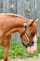 Quarter Horse Stute, 2 jährig