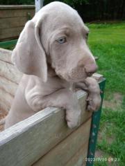 Weimaraner Welpen