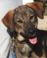 Carol eine lebensfrohe Hundedame