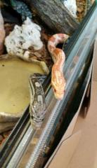 Zwei Kornnattern Pantheropis guttatus abzugeben