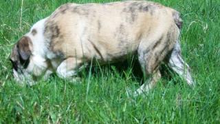 DIESER ENGLISH BULLDOG RÜDE SUCHT NOCH EIN NEUES ZU HAUSE