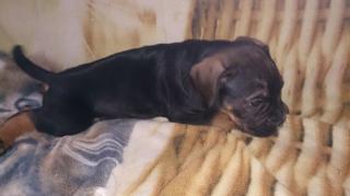Eine kleine süße Boxer Hündin zuverkaufen