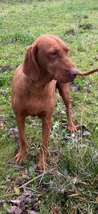 Wunderschöne reinrassige Magyar Vizsla Hündin