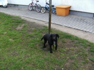 Neufundländer - Schäferhundmix