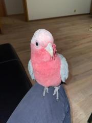 Rosakakadu Männlich 2 Jahre