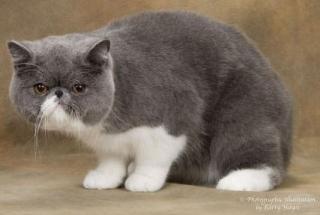 EXOTIC SHORTHAIR KATZE 1 JAHR ALT MIT ZUBEHÖR