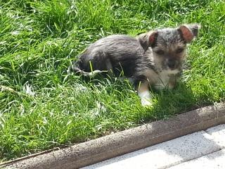 Knuffiger Chihuahua Malteser Mix Welpe bereit für sein neues Zuhause