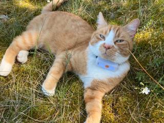 Kater/Katze Loki vermisst 14947 Nuthe-Urstromtal Hennickendorf