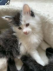Main Coon Babykatzen männlich, weiblich